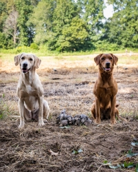 TRLT-Annual-Dove-Hunt-2022-37