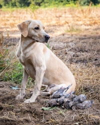 TRLT-Annual-Dove-Hunt-2022-39