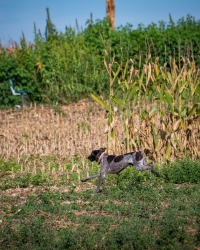 TRLT-Annual-Dove-Hunt-2022-67