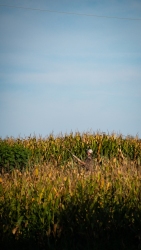 TRLT-Annual-Dove-Hunt-2022-82